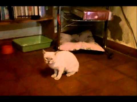 LA GATA TERESA-JORGE DE LA VEGA