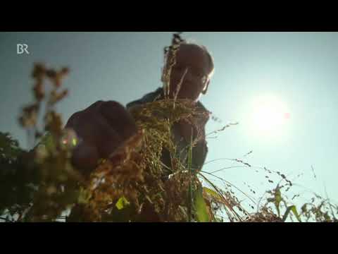 Trockengetreide | BR24