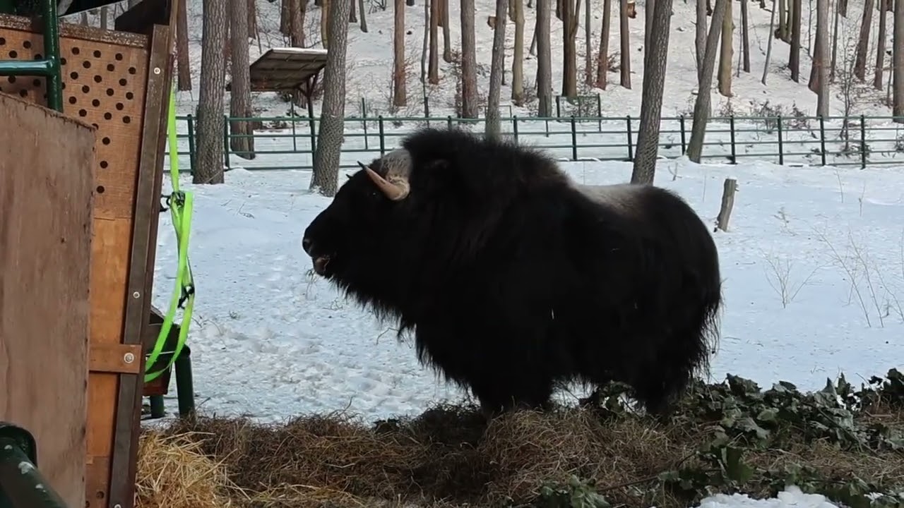 Piżmowół arktyczny przybył do oliwskiego ZOO