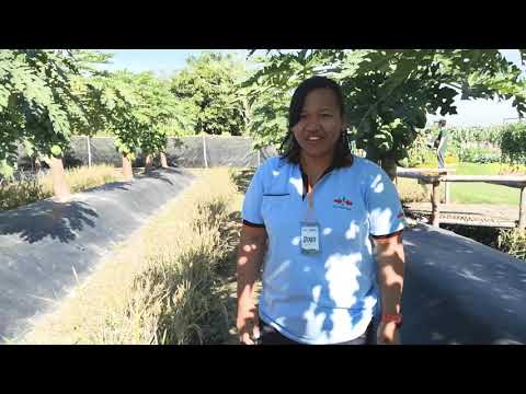 Practical techniques on growing papaya