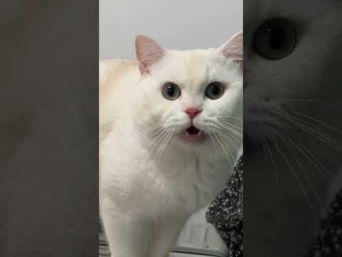 cats meowing meowing cats meowing loudly meowing kittens #funny #fyp #comedy #foryou #cute #cats