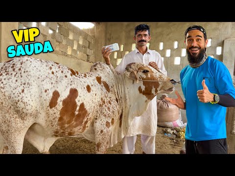 Alhamdulillah boht pyara janwar mil gaya aaj 😍 VIP sauda hogaya 🐂