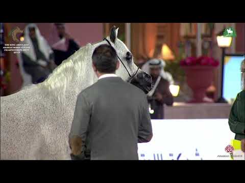 N 215 PEPITA   KAAHC 2019   Mares 10+ Years Old Class 6B