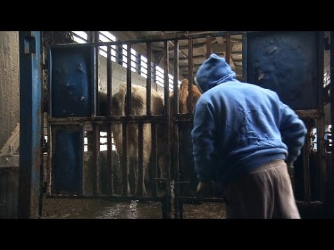 , title : 'Plötzlich war die Herde weg: Vieh-Diebstahl in deutschen Ställen | SPIEGEL TV'