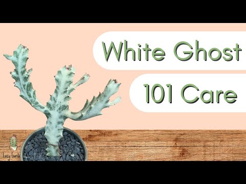 White Ghost Euphorbia 101 Care | Euphorbia Lactea Variegata