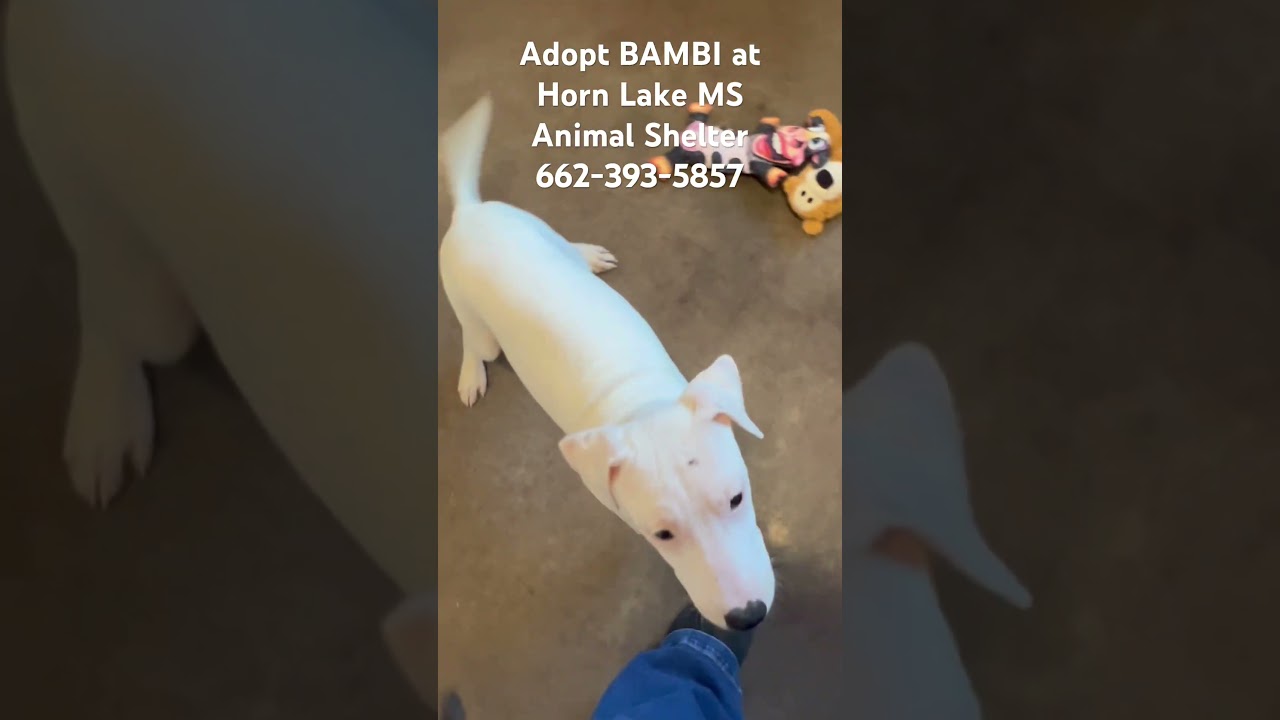 Bambi, a Adoptable mixed breed in Horn Lake, MS video 6/6