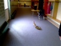 Ducks At School