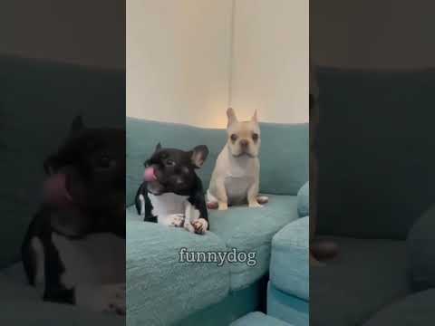 #dogs #pets #funny #fumnyvideos #Funny animals #foryou #Toxi