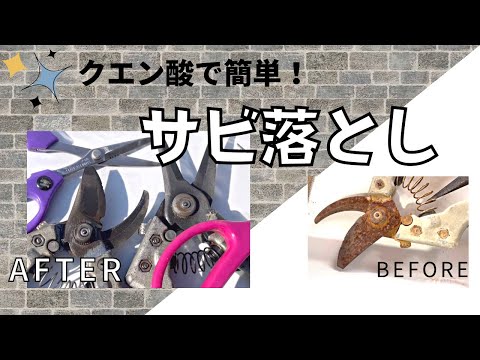 ラズベリーに影響を与える可能性のある病気は何ですか ラズベリーの茂みのさびを治療する 天然鉄ニンニクのアドバイス方法 庭のヒント2023