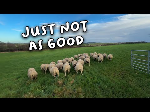 Potremmo non partorire così tanti agnelli come pensavamo!