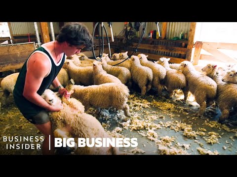 This Is How Farmers In New Zealand Shear 25,000 Sheep In 10 Days