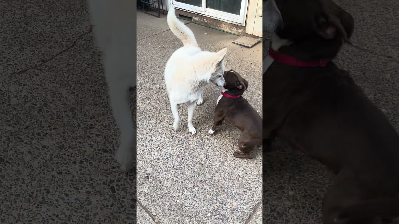 Enlarge Gaia, a Adoptable mixed breed in Tigard, OR video 5/5