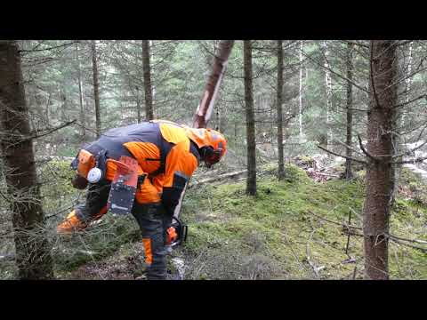 Test Echo CS501SX - Japanese 50 cc chainsaw in commercial thinning