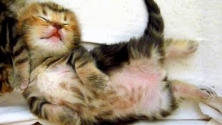 Sleeping Dancing Kittens. Cutest Cat Moments. AWW.