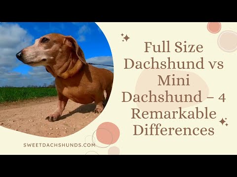 YouTube video about Discover the Various Dimensions of Miniature Dachshunds