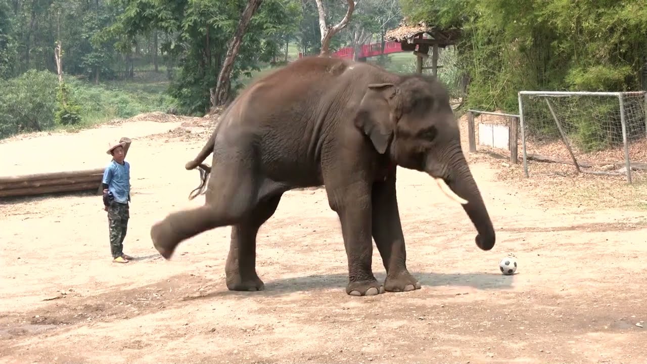 Video | Thai elephant park faces sharp tourist decline amid Iran conflict