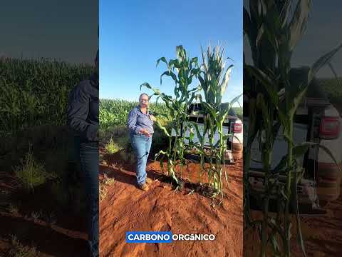 Bion+Complex - Aplicação no Milho Goiás - Teste lado a lado #milho #agro  #safrinha  #bioinsumos