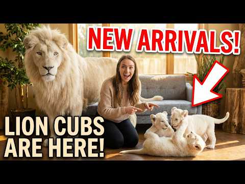 I Raised a Rare White Lion in My Apartment… Wait Until You See His Cubs! 🐯👶😱