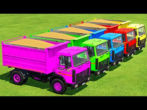 HARVESTING WHEAT, LOAD & TRANSPORT WITH MAZ TRUCKS & HARVESTERS - Farming Simulator 22