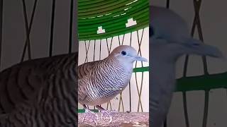 Download lagu Panggilan Perkutut Gacor Full Kerot ‼️ #perkutut mp3