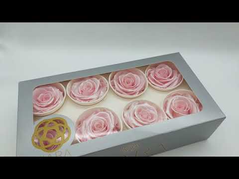 download lagu mp3 mp4 Kiara Flowers Price, download lagu Kiara Flowers Price gratis, unduh video klip Kiara Flowers Price