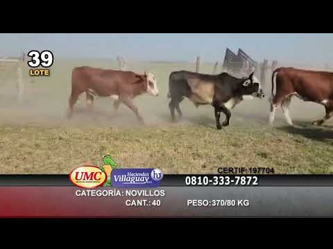 Lote 40 Novillos en Concepción, Corrientes