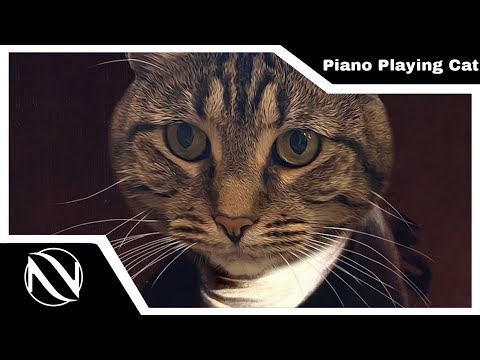 🐱 Piano Playing Cat (Remix) | SUBTITULADO EN ESPAÑOL | The Kiffness x Mozart Cat