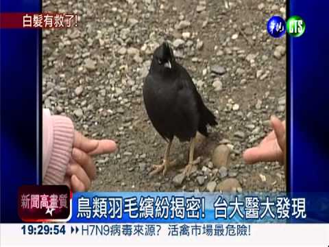 白髮有救了! 關鍵藏在鳥羽裡