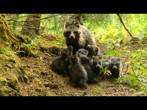 Mårhund i Danmark/Raccoon dog in Denmark. Wild amazing experience  raccoon dog breastfeeding puppies