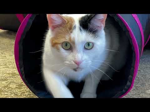 Shayna, an adoptable Domestic Short Hair in Lansdale, PA_image-1