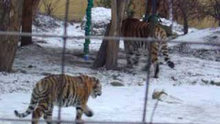 Cute Tiger cubs playing in the snow