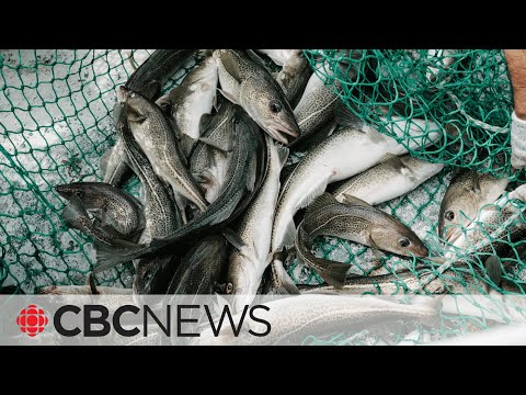 Ottawa slightly increases allowable cod fishing catch, calls it ...