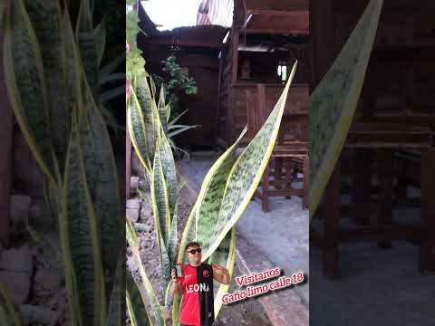 #humor #ventascucuta #comedia #ocaña #cucuta #motilones #cúcuta #nortedesantander #tendencia #viral