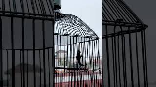 Download lagu Gelatik Batu 25 Juta Ditolak Mentah Oleh Pemilik #shorts mp3