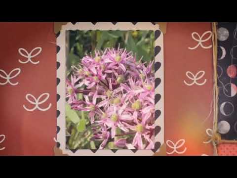 Netanya’s Iris Flower Nature Preserve