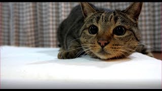 食パンソファベッドで遊ぶはな。-Hana plays on the white bread sofa-bed.-