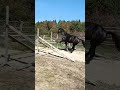 Magnifique m&acirc;le d&rsquo;avenir pour le CSO ou CCE 