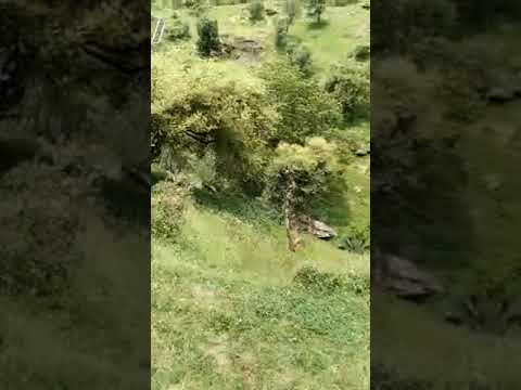 chaiyya chaiyya sukhwinder singh #video #trending