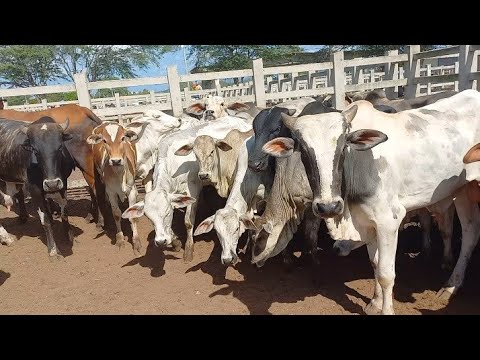 FEIRA DO GADO EM CAMPINA GRANDE-PB 24-02-2026