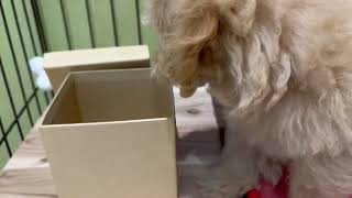 ハーフ犬の動画01