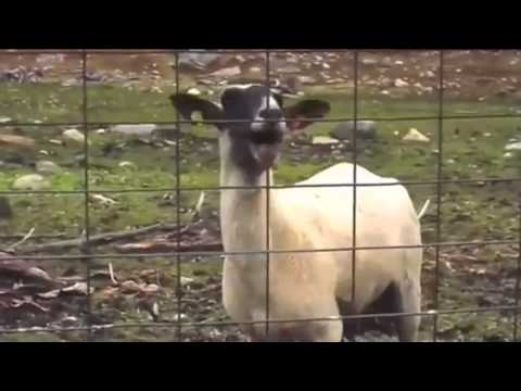 Whitney Houston - Ft. Screaming GOAT