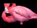 Kero Kero Bonito - Flamingo 