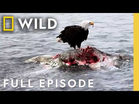 Cold, Harsh Reality (Full Episode) | Wild Alaska | Nat Geo Animals