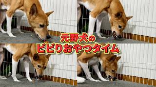 【ASMR】保護犬にチーズあげたら超かわいかったからみんな観て