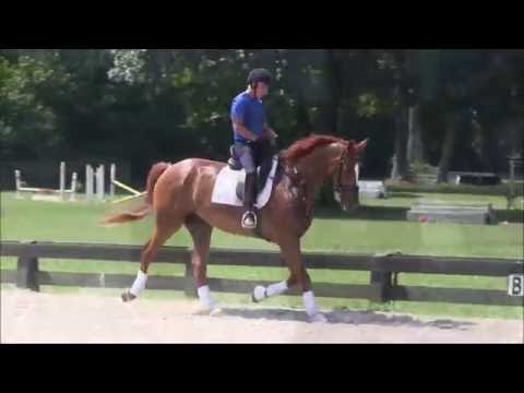 Horse Leonidas HVH (LEO). Rider: JD Sosa. 07/21/2016 (Long)
