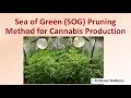 Sea Of Green SOG Pruning Method For Cannabis Production