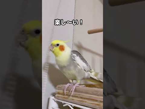 語学の才能のあるオカメインコ?