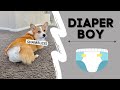 DOG WEARS A DIAPER! #funny #pets