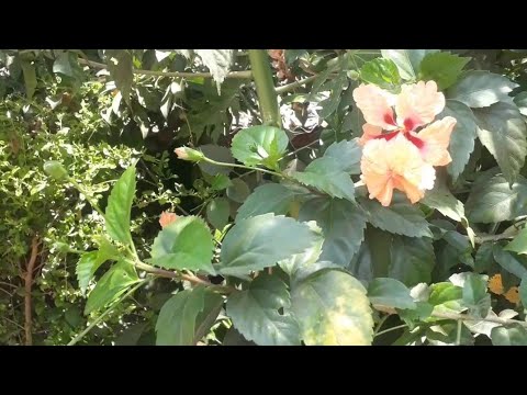 🌳plants cuttings.  #charmi #flowers #gardening #cuttings