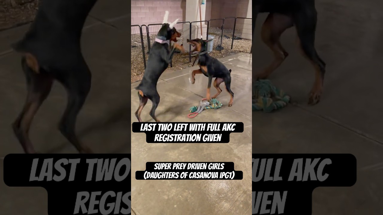 Two of Casanova’s daughters available! Pups comes with full AKC Regs | vet record call 760 265-3743